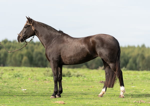 Lote Averías Espuelita III