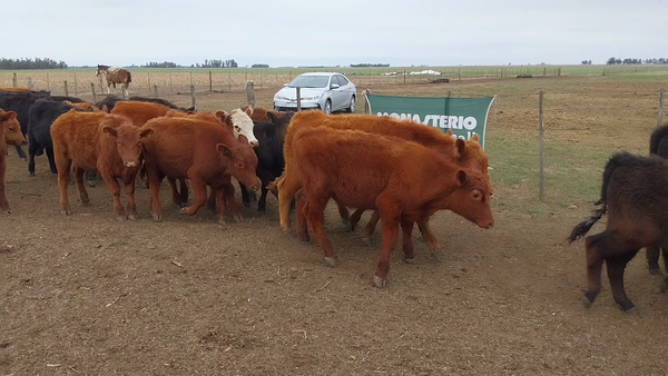 Lote 70 Terneros en Arboledas