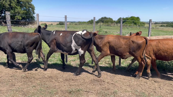 Lote TERNERAS
