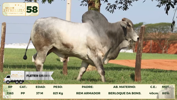 Lote LOTE 58