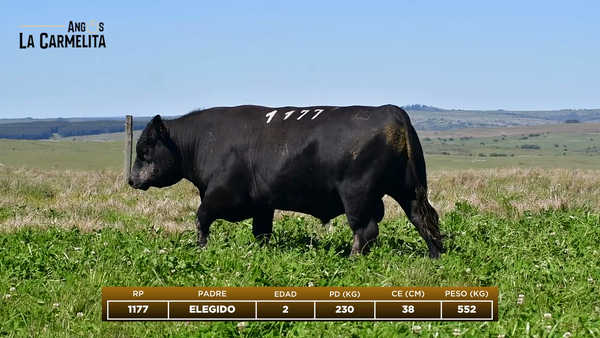Lote RP 1177 - Angus La Carmelita