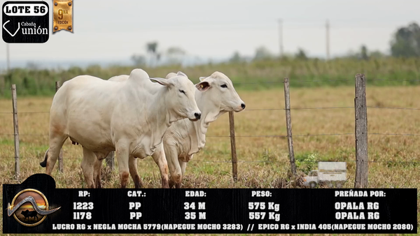 Lote LOTE 56