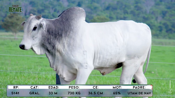 Lote Toros, Concepción