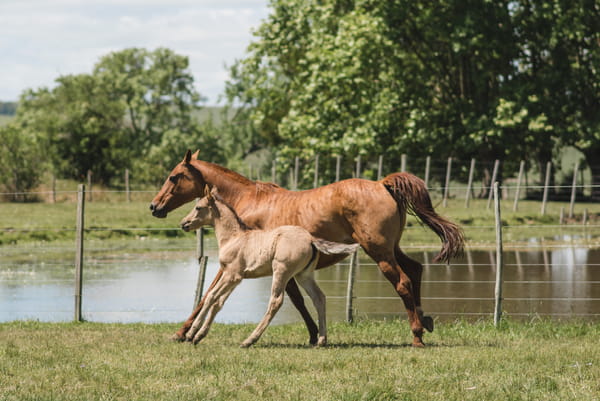 Lote AFORTUNADA MOJÓN
