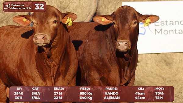 Lote LOTE 32