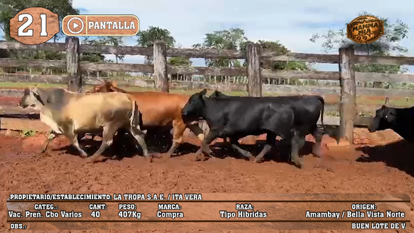 Lote LOTE 21 - POR PANTALLA