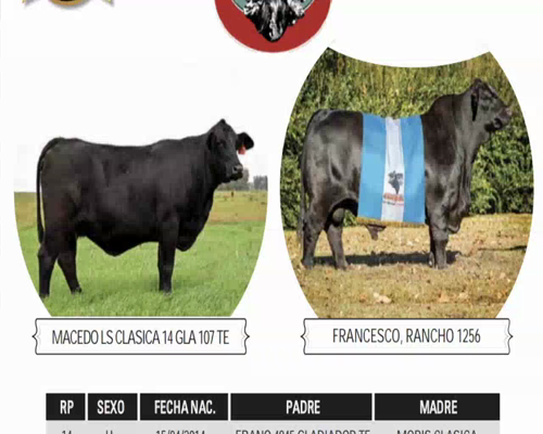 Lote MACEDO LS CLASICA 14 GLA 107 TE FRANCESCO, RANCHO 1256