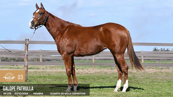 Lote Galope Patrulla