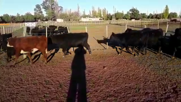 Lote 70 Terneros/as en Mayor Buratovich, Buenos Aires