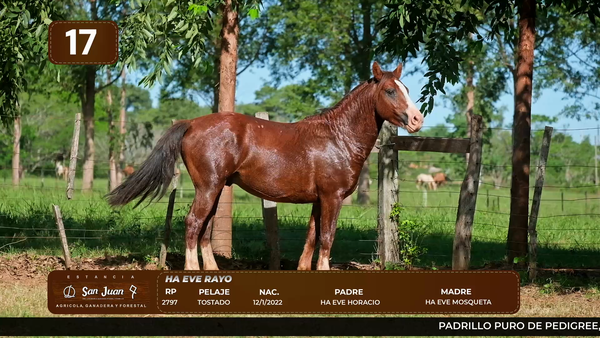 Lote LOTE 17
