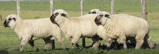 Lote CARNEROS(CORRAL 56)