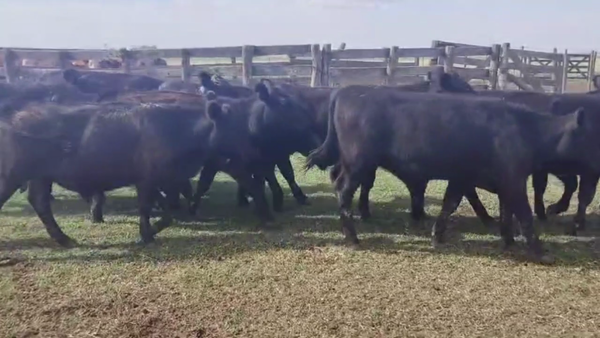 Lote 70 TERNS MACHOS Y HEMBRAS, DE LA GARMA, PCIA. DE BS.  AS.
