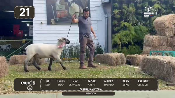 Lote LOTE 21 - BOZAL