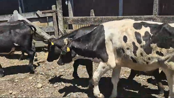 Lote 33 Novillo Engorda en Mariquina, XIV Región Los Ríos