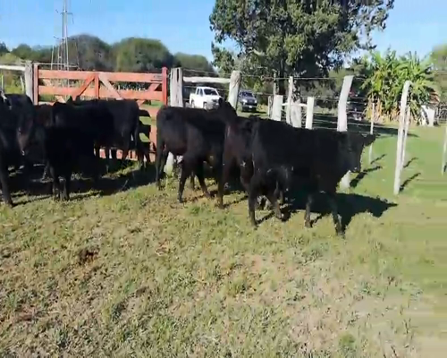 Lote 70 Terneros en Federal, Entre Ríos