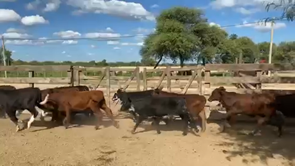 Lote 105 Terneras en Las Lomitas, Formosa