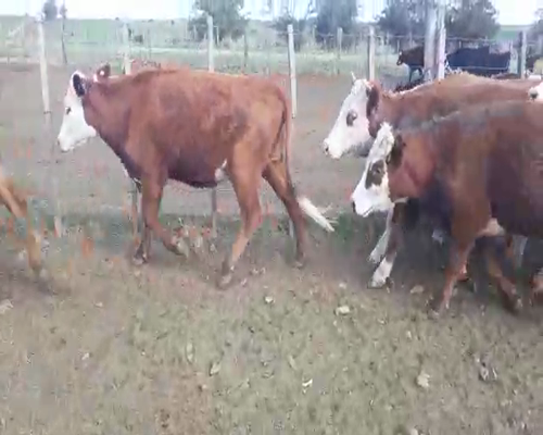 Lote 23 Vaquillonas 1 a 2 años HEREFORD Y CRUZAS, San José