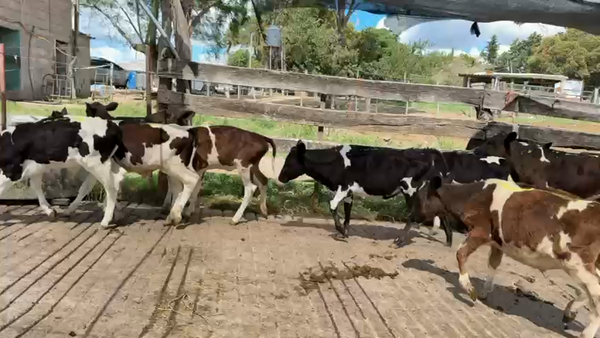 Lote TERNEROS Y TERNERAS