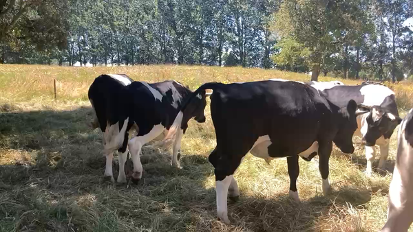 Lote 45 Novillo Gordo en Río Bueno, XIV Región Los Ríos