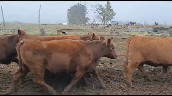 Lote 26 Vaquillonas C/ gtia de preñez en Pellegrini, Buenos Aires