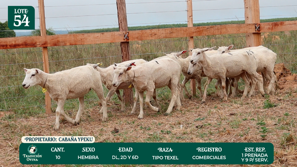 Lote LOTE 54 - POR PANTALLA