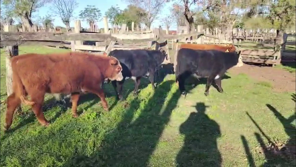 Lote TERNEROS