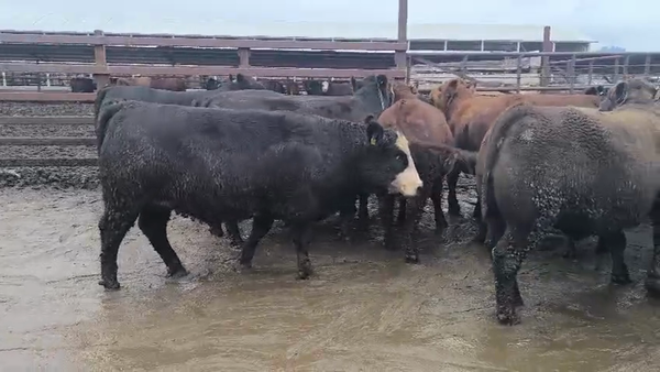 Lote 20 Vaquilla Gorda en Los Ángeles, VIII Región Biobío