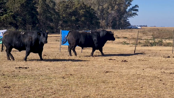 Lote TOROS A. ANGUS CABAÑA PAYMA