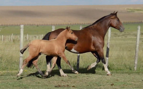Lote ALONDRA DE ZAMORA 5