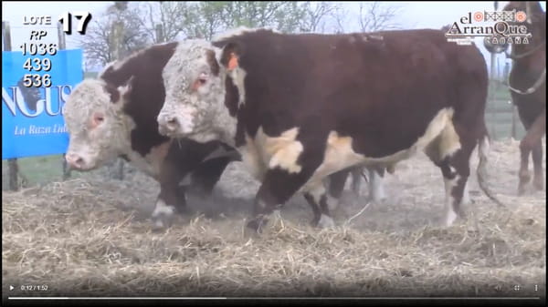 Lote 3 Toros Hereford - Santa Anita, Entre Rios