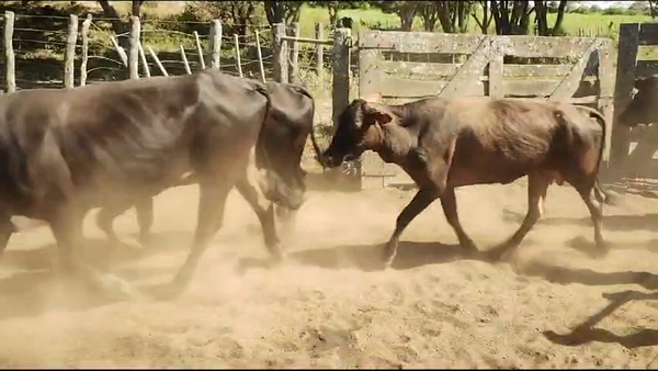 Lote 105 Vacas de invernar en Quimilí, Santiago del Estero