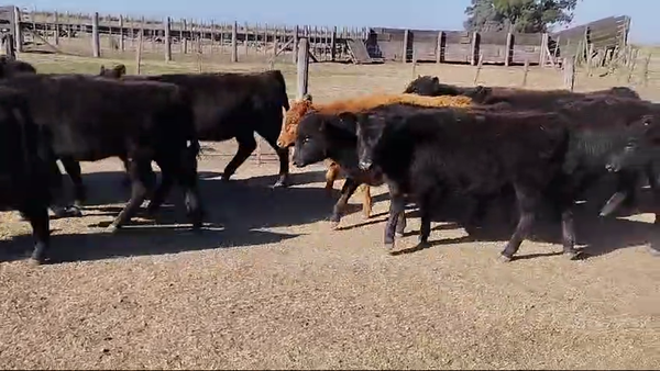 Lote 60 TERNS HEMBRAS, HENDERSON, PCIA. DE BS. AS.