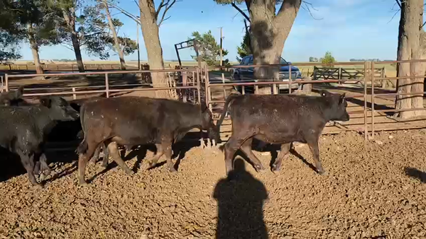 Lote 100 Terneros en Tres Arroyos, Buenos Aires