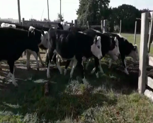 Lote Novillos