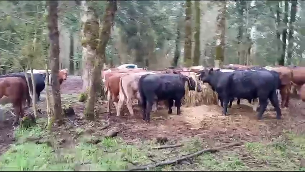 Lote 50 Novillo Engorda en Mariquina, XIV Región Los Ríos