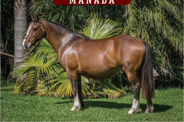 Lote YÚBELY CORRALE