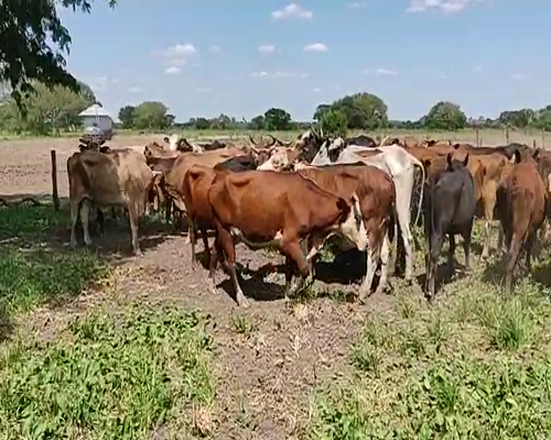Lote 50 Vacas de invernar en Gral. San Martín, Chaco
