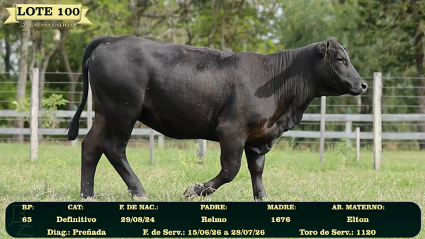 Lote LOTE 100