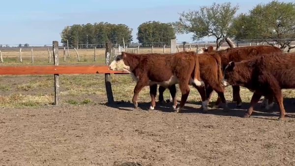 Lote 120 Terneros en Entre Ríos, El Redomón