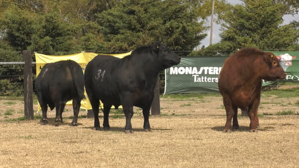 Lote TOROS ANGUS PUROS CONTROLADOS