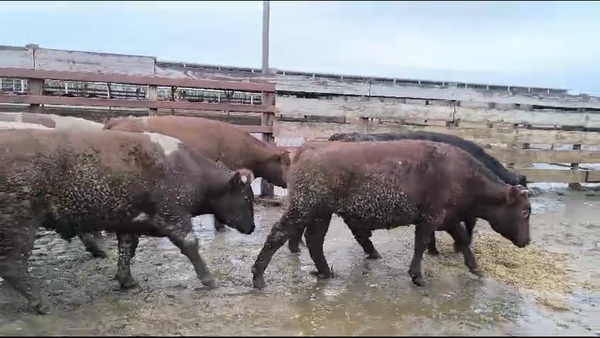 Lote 20 Novillo Gordo en Los Ángeles, VIII Región Biobío