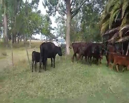 Lote 7 Vacas nuevas C/ cria en Gral. Paz, Buenos Aires