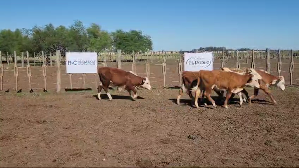 Lote 77 Terneras