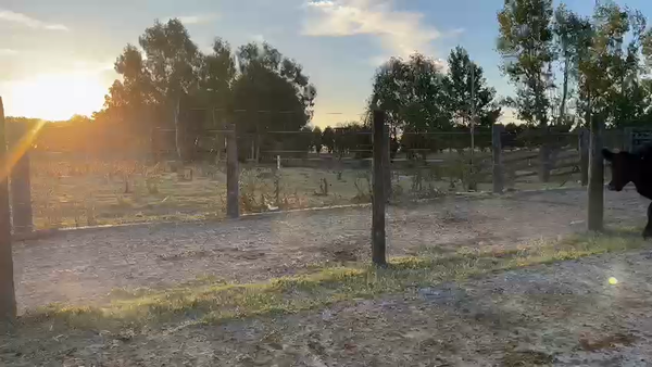 Lote 18 Terneras en Cañuelas, Buenos Aires