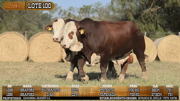 Lote LOTE 100 - VIVO