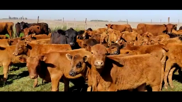 Lote 60 Terneras en Gral. Lamadrid, Buenos Aires