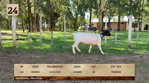 Lote LOTE 24