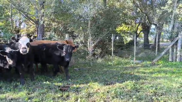 Lote 14 Terneros/as en Olavarria