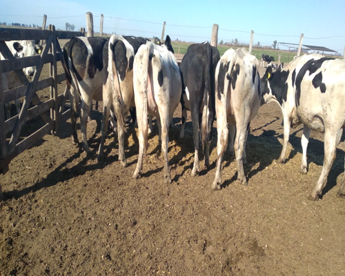 Lote VAQUILLONAS PREÑADAS