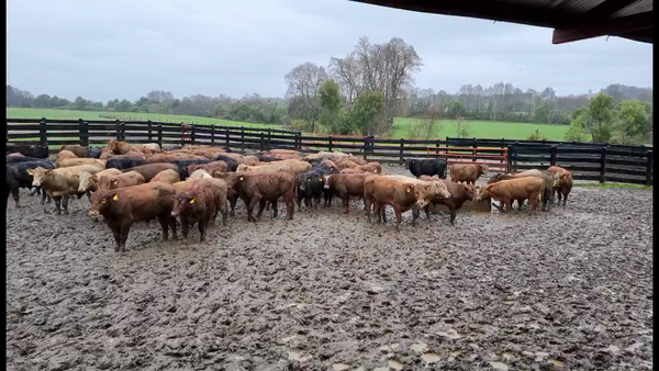 Lote 70 Ternero en Vilcún, IX Región Araucanía